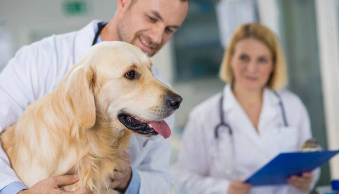 Annual Veterinary Exam