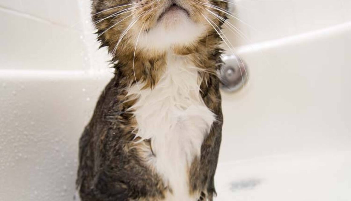 Cat Bath