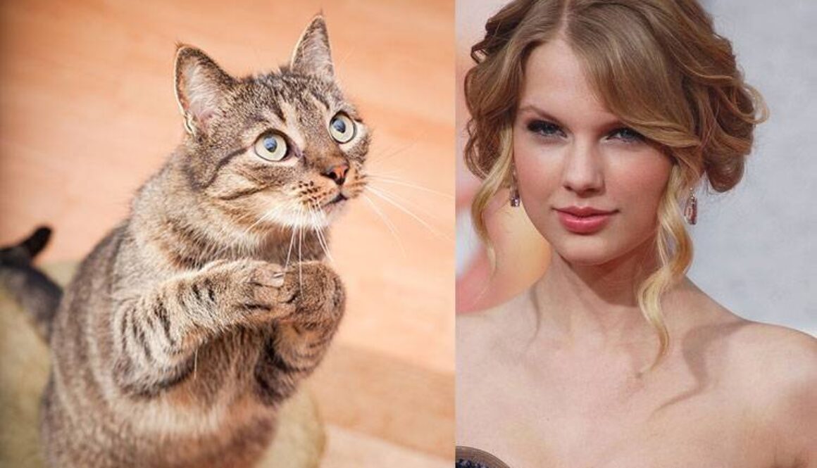 cat-taylor-swift