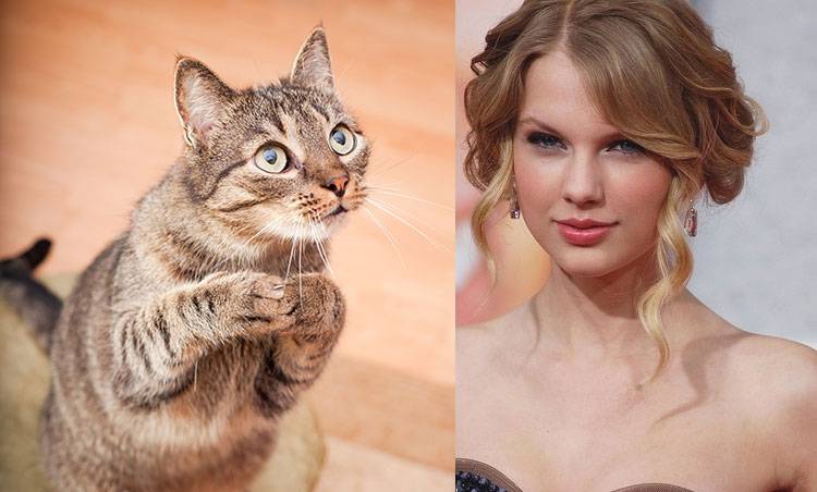 cat-taylor-swift