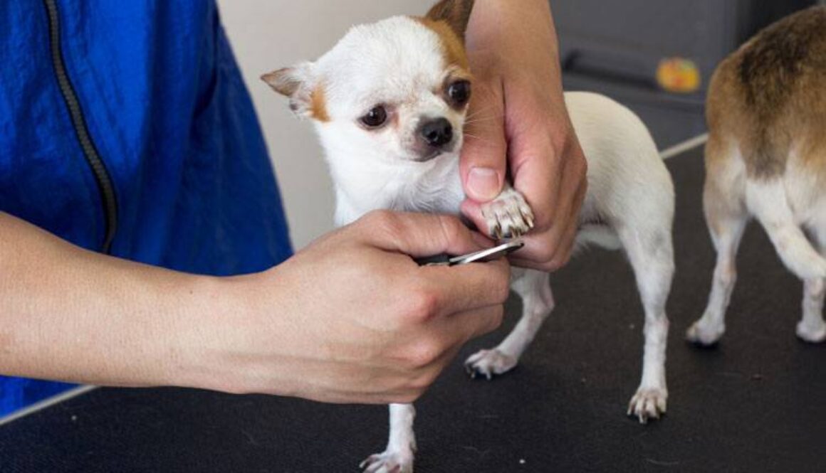 Clipping Your Dog’s Nails