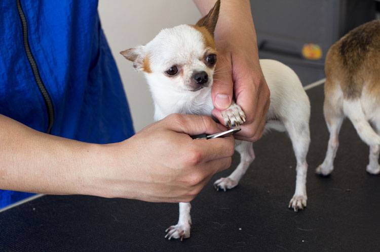 Clipping Your Dog’s Nails