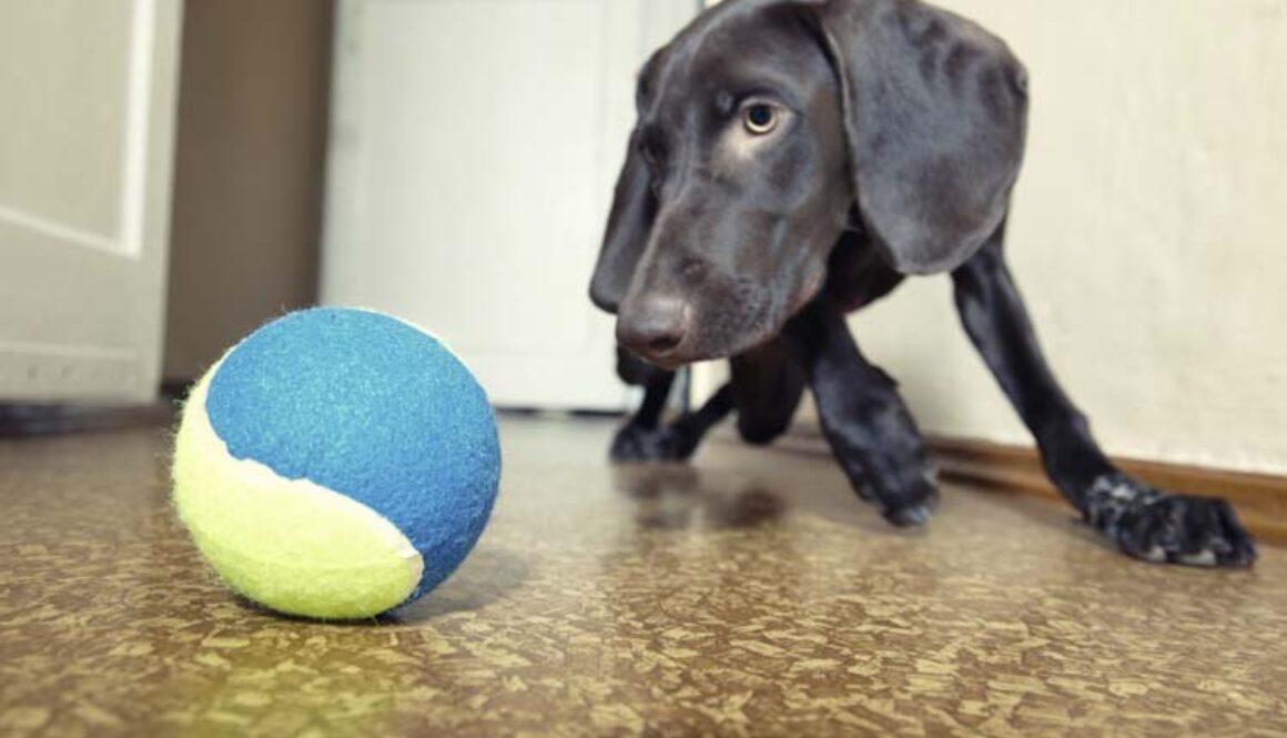 Curing Canine Cabin Fever