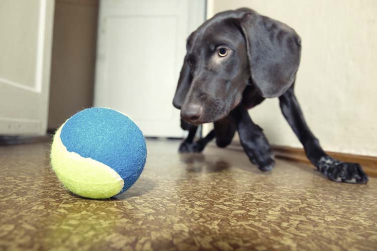 Curing Canine Cabin Fever