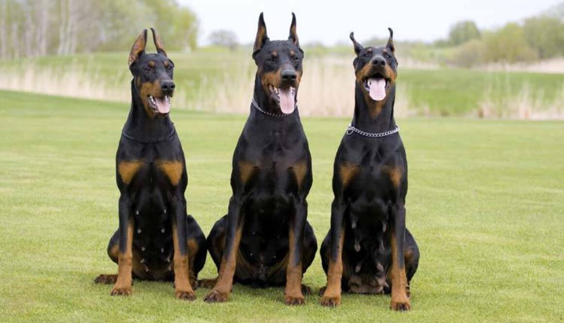 Doberman Pinscher Grooming