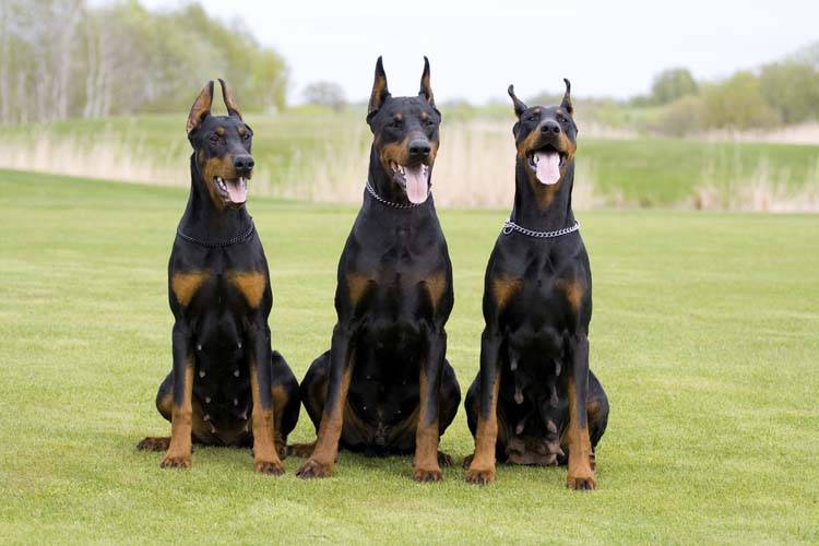 Doberman Pinscher Grooming