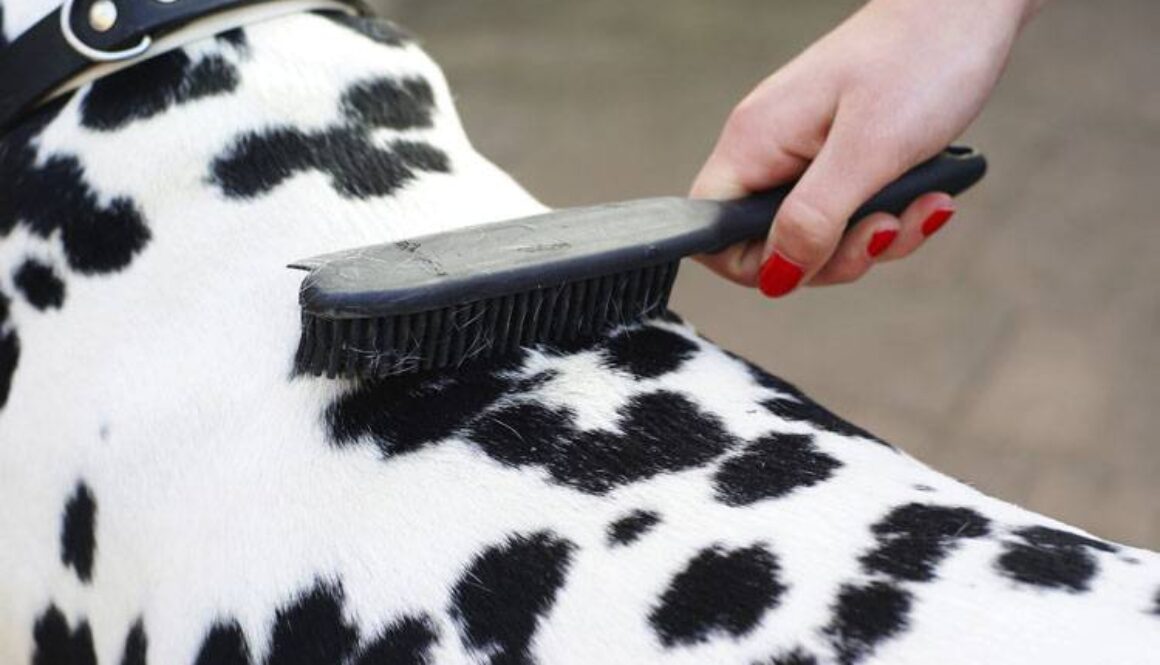 Dog Grooming Brushes for Every Coat Type