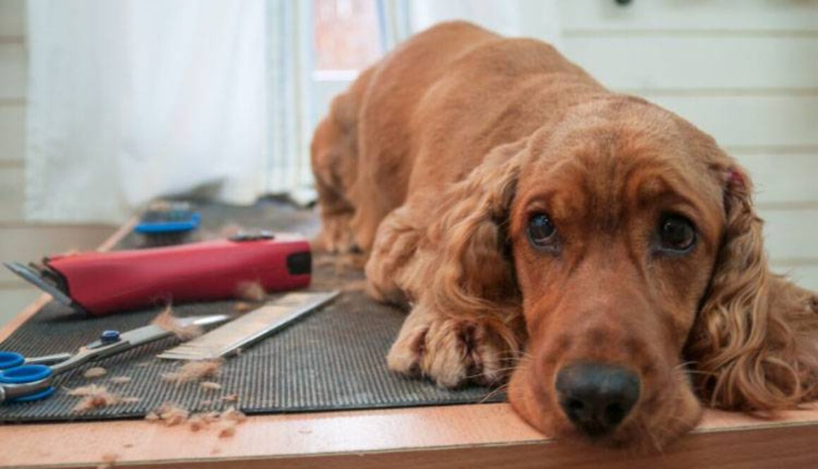 Dog Grooming Supplies