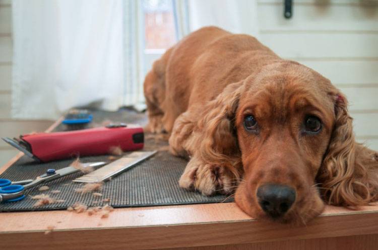 Dog Grooming Supplies