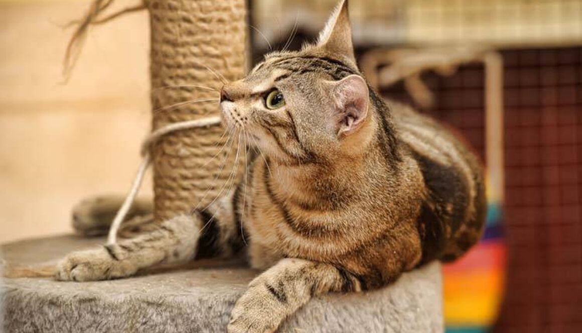 Enrichment for Indoor Cats