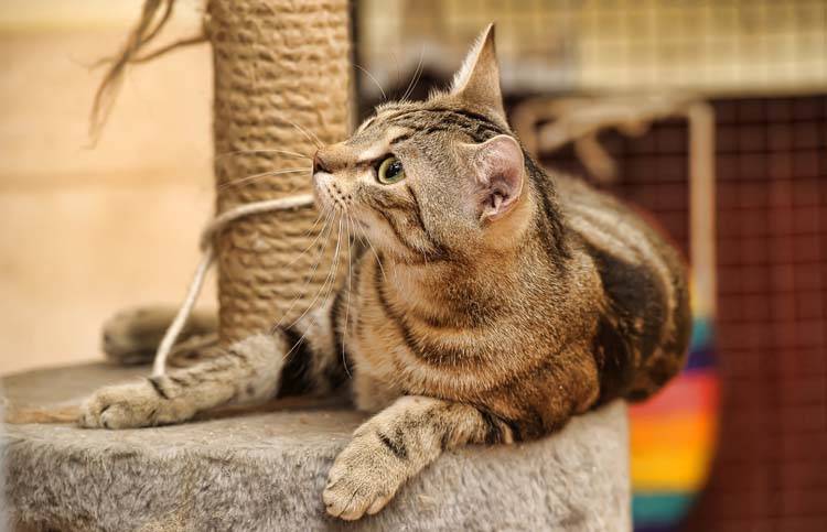 Enrichment for Indoor Cats