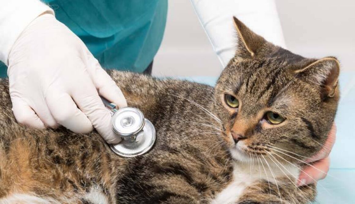 Feline Vaccinations