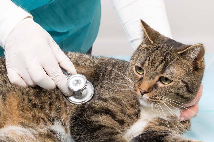 Feline Vaccinations