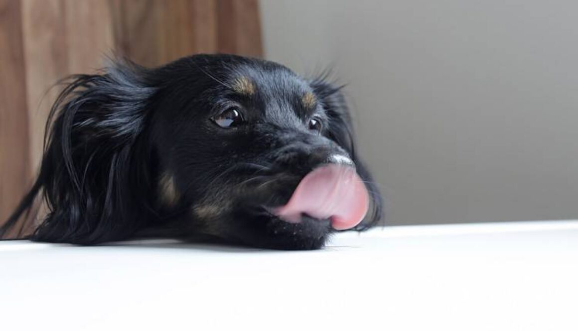 Foods Dogs Should Not Eat