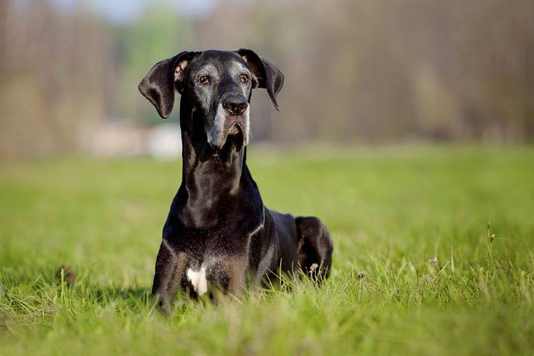 Great Dane Great Dane