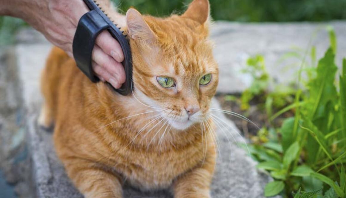 How to Brush a Cat's Coat