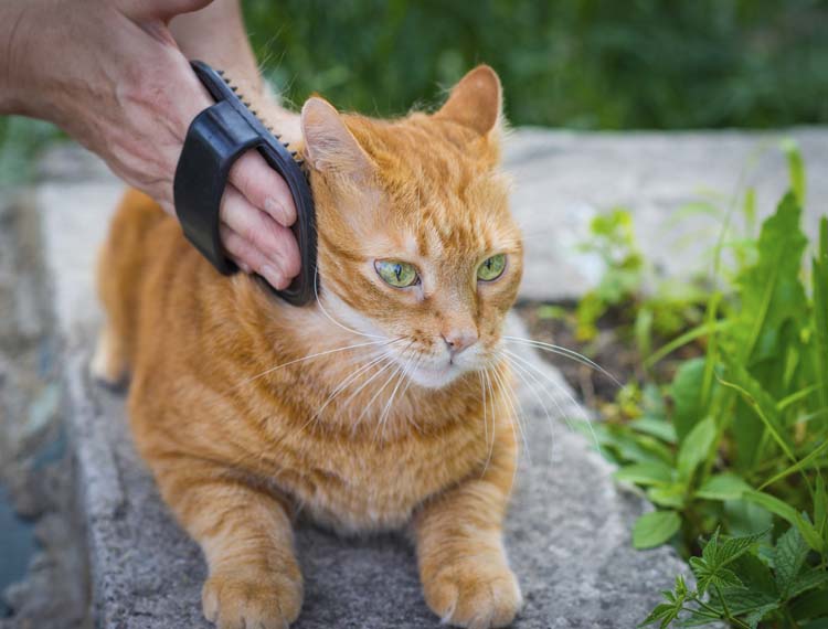 How to Brush a Cat's Coat