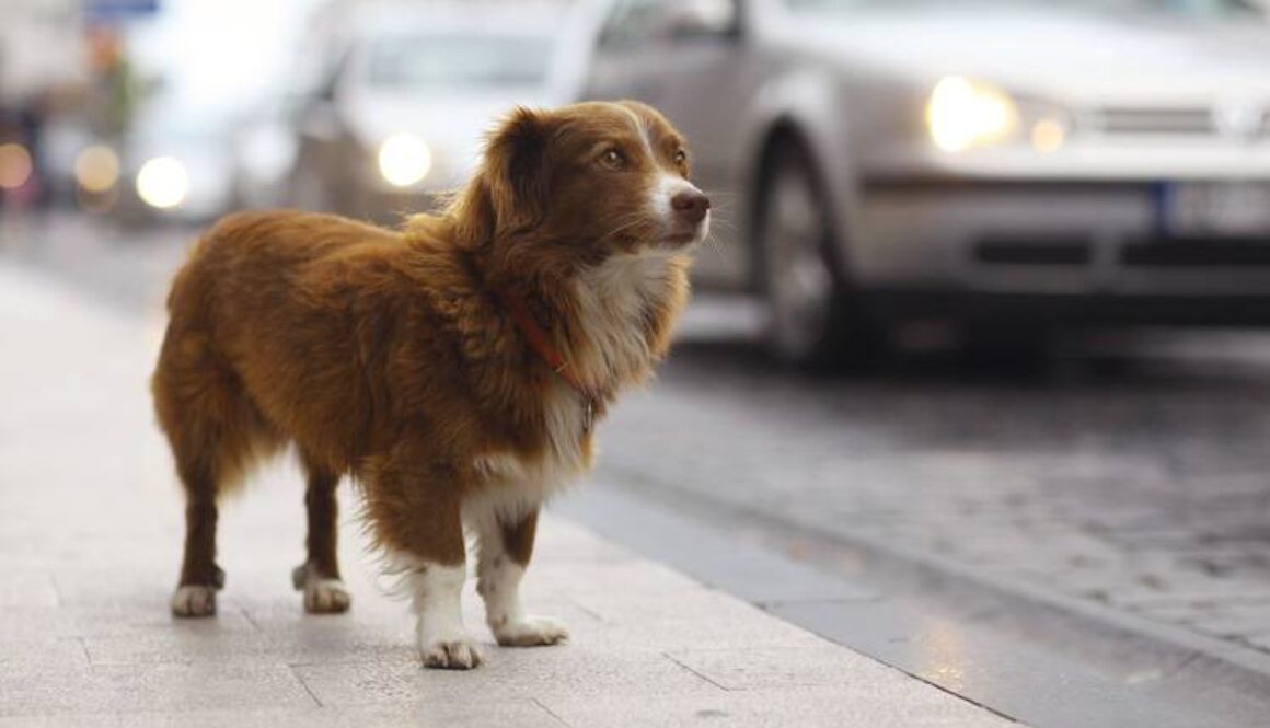 How to Catch a Stray Dog