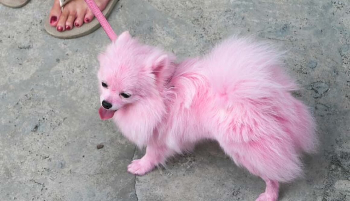 How to Dye Your Dog's Hair