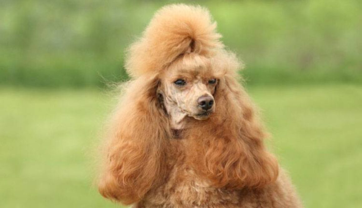 How to Groom a Poodle