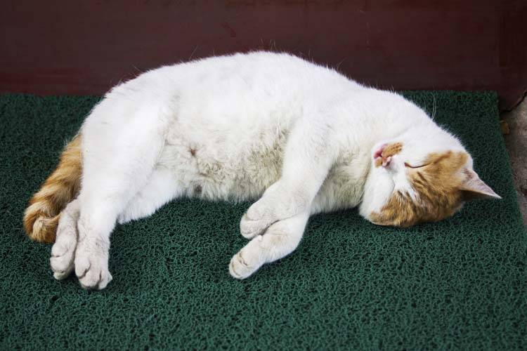 How to Read Cat Body Language