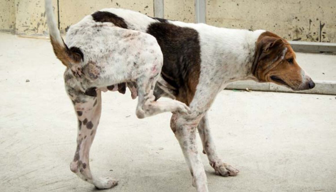 How to Remove Ticks From Dogs