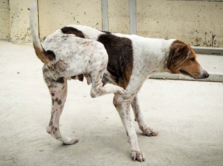 How to Remove Ticks From Dogs