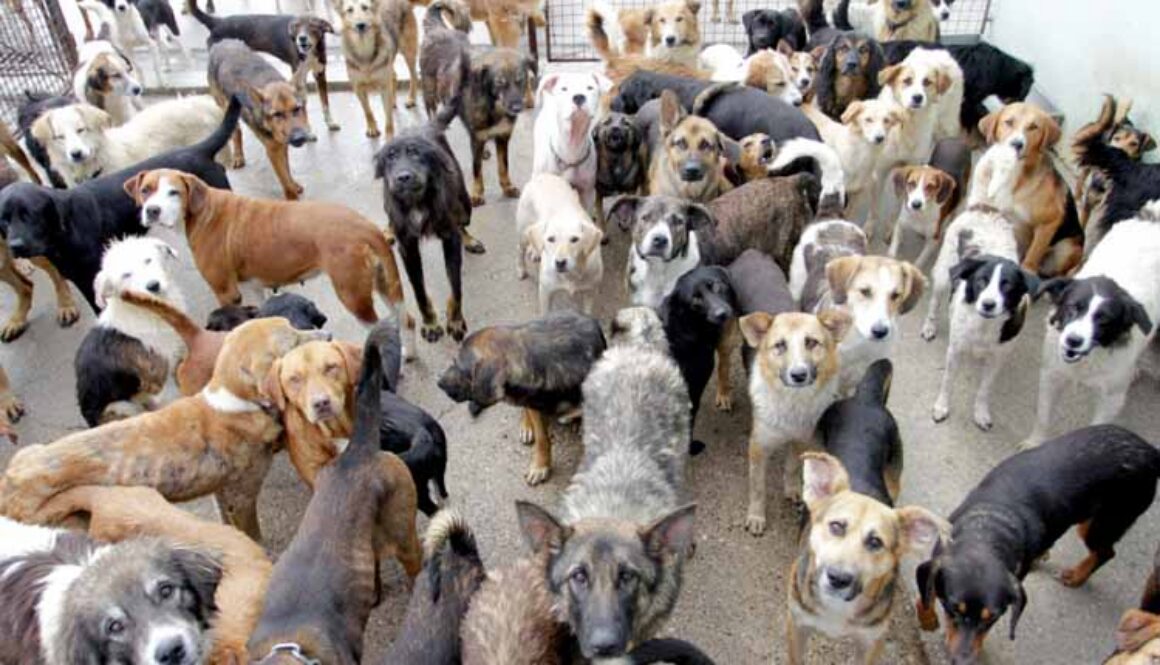 How to Select a Dog Breed