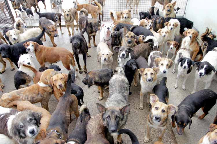 How to Select a Dog Breed