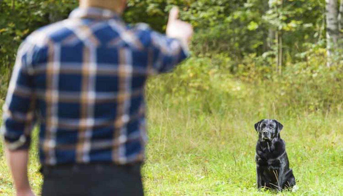 How to Train a Dog to Respond
