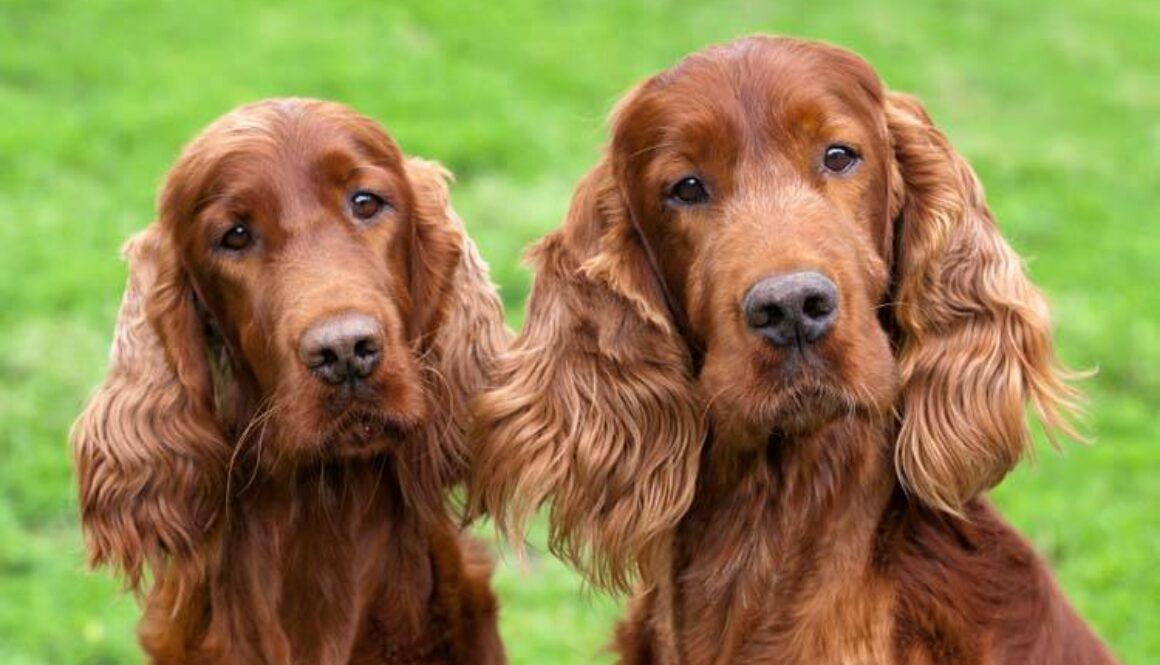 Irish Setter Grooming
