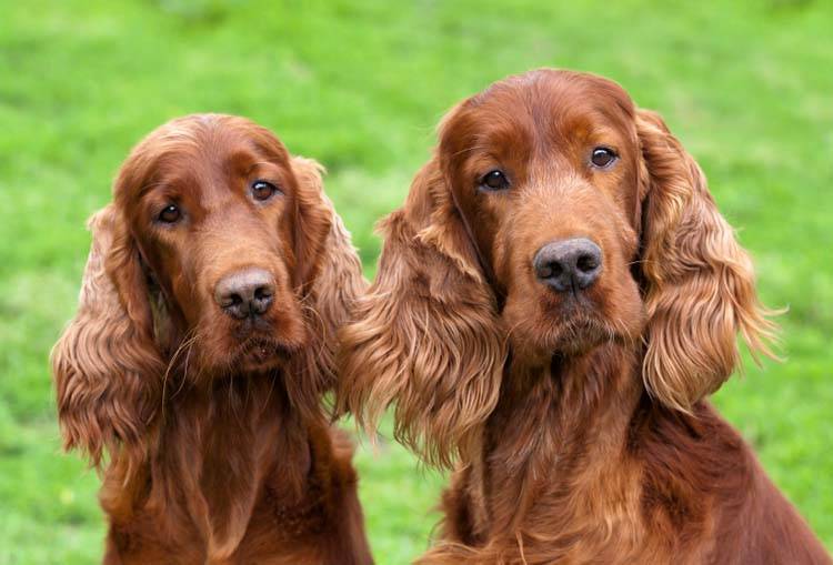 Irish Setter Grooming