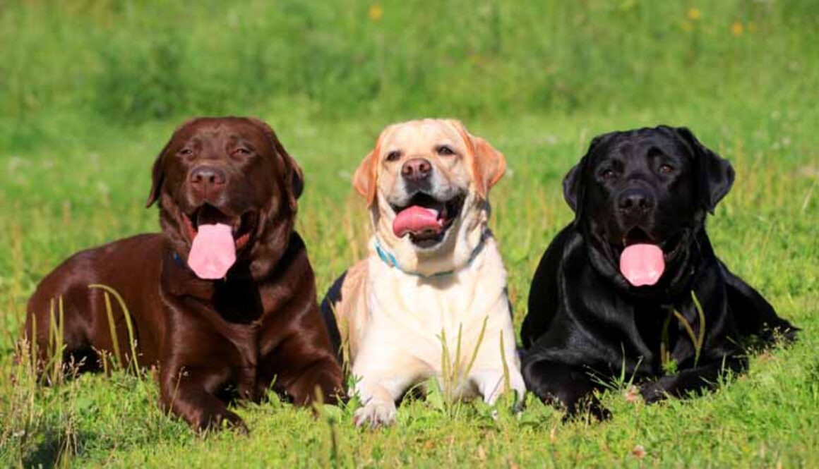 Labrador Retriever Grooming