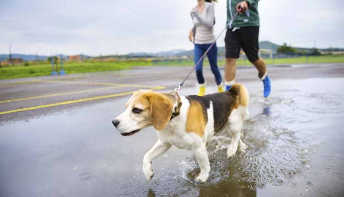 Young couple walk dog in rain