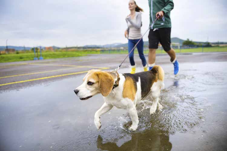 Young couple walk dog in rain
