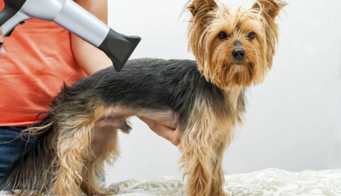 puppys-first-trip-to-the-groomer