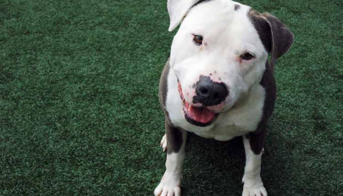 American Pit Bull Terrier