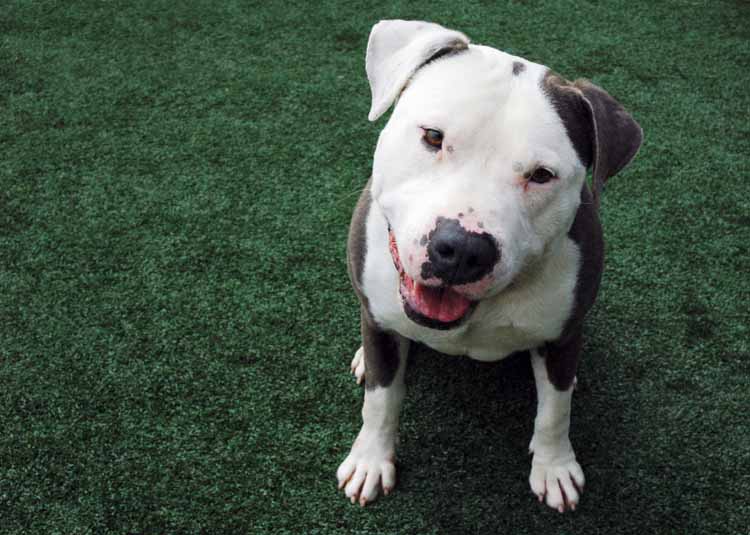 American Pit Bull Terrier