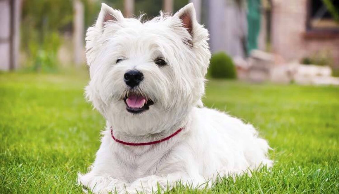Westie Terrier Grooming