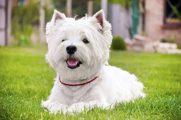 Westie Terrier Grooming