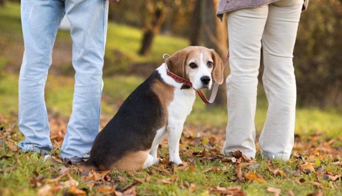 Dogs and Divorce: Co-Parenting Your Pets