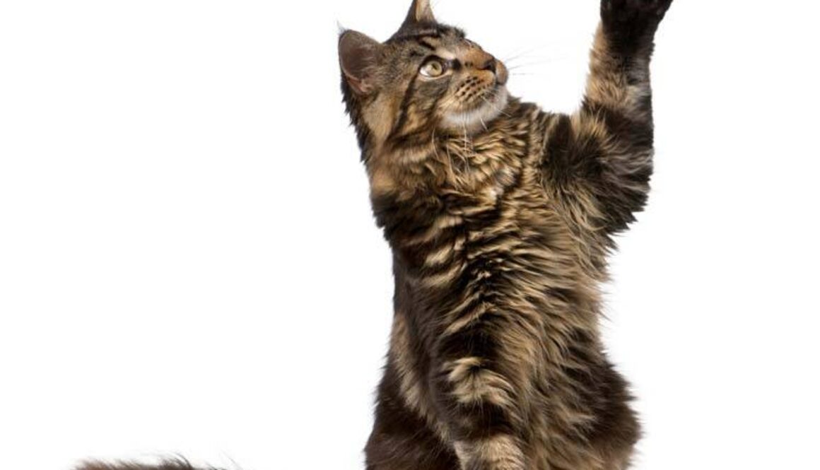 Maine Coon with paw in air, 7 months old, in front of white background