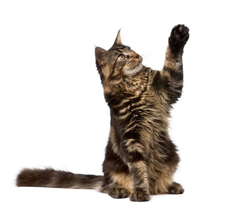 Maine Coon with paw in air, 7 months old, in front of white background