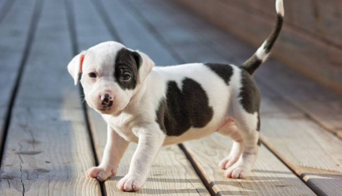 Tips for Bringing a Pet Home