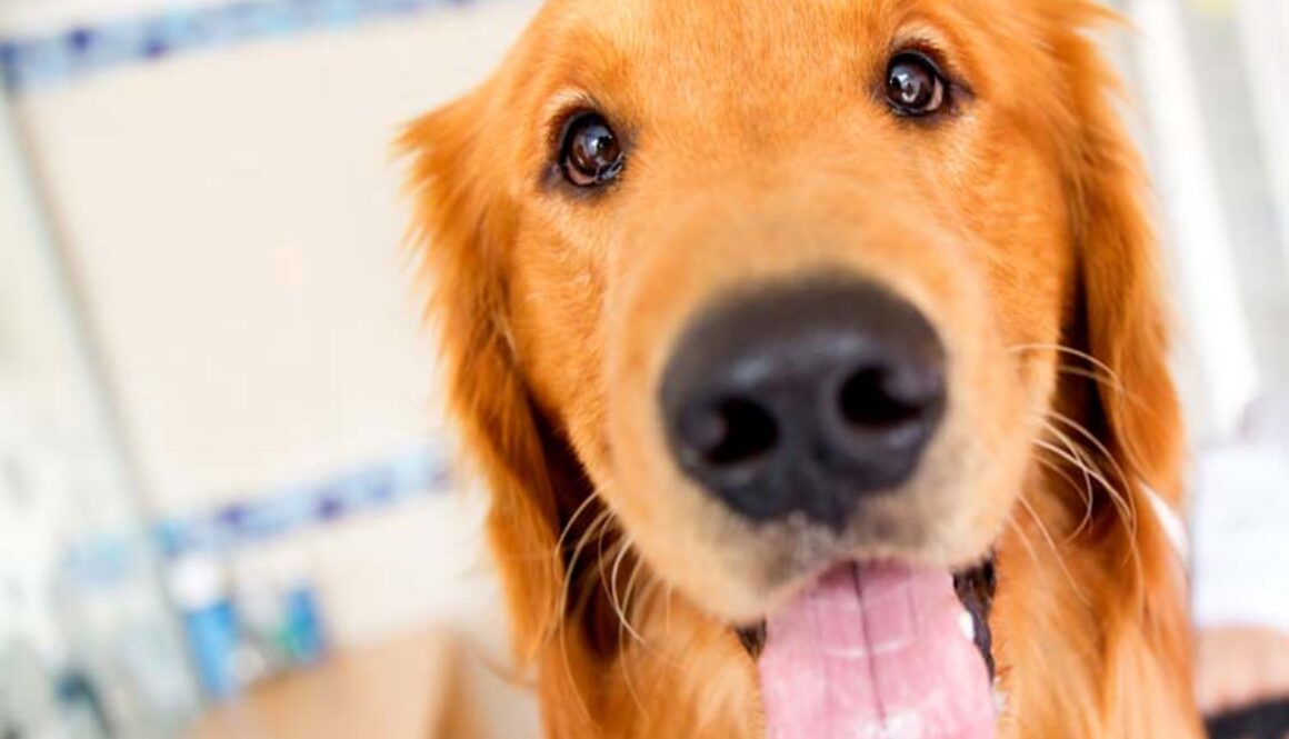 Cute dog