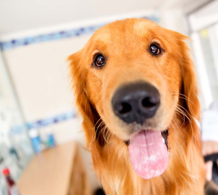 Cute dog