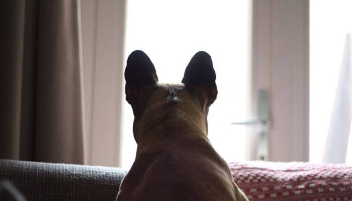 A Greeting Spot for Your Dog