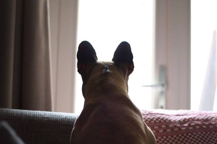 A Greeting Spot for Your Dog