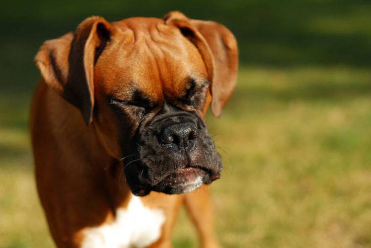Anaphylaxis in Dogs