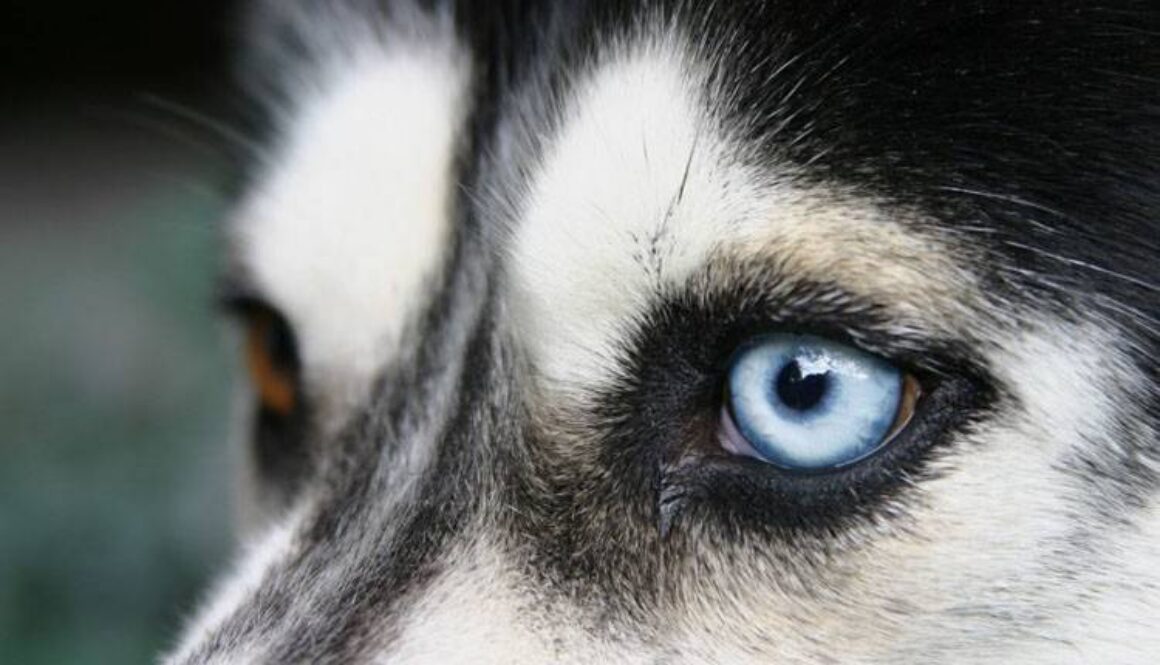 Are Dogs Color Blind?